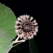 Image result for Malvaceae: Byttnerioideae, Helicteroideae