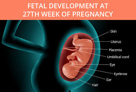 Here's what else to know when you're 27 weeks pregnant: 27th Week Pregnancy Symptoms Baby Development And Bodily Changes