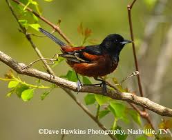 Orioles are beautiful and iconic songbirds, generally with an orange belly, black feathers, and other coloration 1 enticing orioles with food. Tennessee Watchable Wildlife Orchard Oriole Habitat