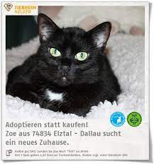 zoe ist eigentlich tierheimkatze des tierheim dallau doch jetzt sucht sie ein zuhause http www tierheimhelden de katze tierheim dall tierheim katzen tiere
