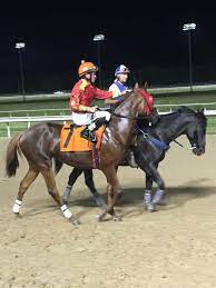 How Often Do Racehorses Race Annual Monthly And Lifetime