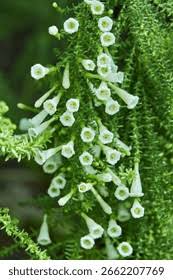 Image result for Fabiana imbricata