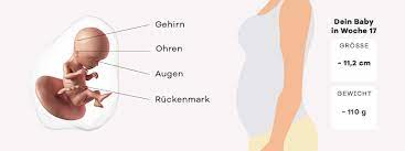 17 Ssw Schwangerschaftswoche Mutter Bauch Baby In 17 Ssw