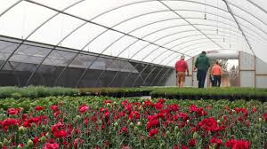 Maybe you would like to learn more about one of these? Westminster O Toole S Garden Centers