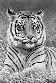 Tiger animal coloring pages 24 printable coloring page. New Drawing Animals Tiger Coloring Pages 54 Ideas Animal Drawings Grayscale Coloring Animal Coloring Pages