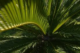 Les 3 Vrais Faux De L Huile De Palme Bio