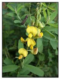 Image result for Crotalaria capensis