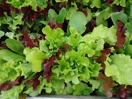 We did not find results for: Blog Vegetables To Plant In April Delta Optimist