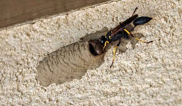 Mason, Potter and Mud Dauber Wasp Control in Utah