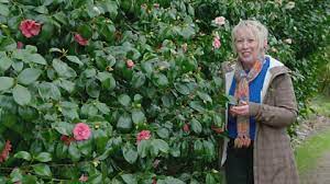 Alternatively, make your own mix by mixing coarse peat moss or small pine bark with coarse sand in equal parts. Bbc Two Gardeners World 2018 Episode 5 Camellia Cuttings