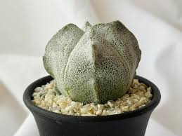 Image result for Pterodiscus angustifolius