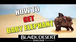 Black Desert Online Guide How To Get Miniature Elephant Baby Elephant Quest Chain Youtube