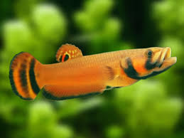These fish are also known as the spotfin betta or brunei beauty. Spotfin Betta Macrostoma Profile Facts Ultimatebettas