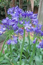 Image result for Chironia elgonensis