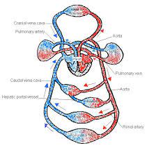 Strong contraction of the left ventricle (systole) ejects blood at high pressure into the aorta , stretching the arterial walls. The Anatomy And Physiology Of Animals Circulatory System Worksheet Worksheet Answers Wikieducator