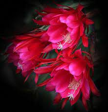 Simple cactus to care for. Cactus Flower Queen Of The Night Epiphyllum Oxypetalum Cactusflower Beautiful Flowers Orchid Cactus Rare Flowers