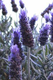 11 Mosquito Repellent Plants To Add To Your Garden Lavender Plant Lavender Flowers Lavender Garden