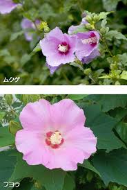 「ムクゲ 。画像。」の画像検索結果