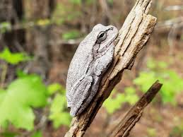 Image result for Cryptolepis hypoglauca