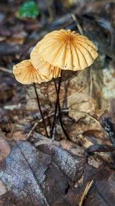 Image result for Marasmius siccus