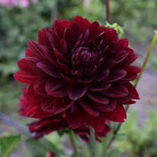 Dahlia Hollyhill Black Widow Dahlia Burgundy Dahlia Tall Plants