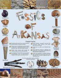 This poster shows 28 different sets of fossil shark teeth, reptile teeth & bones, fish teeth & bones from the phosphate beds of khouribga, morocco. Fossils In Arkansas