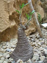 Image result for Cyphostemma spinosopilosum