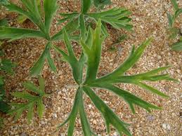 Image result for Pelargonium luridum