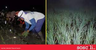 Pada zaman dahulu terbaru 2020 eps,30 terbaru full the movis. Betul Ke Orang Zaman Dulu Ada Yang Tanam Padi Waktu Malam Ini Penerangannya Soscili