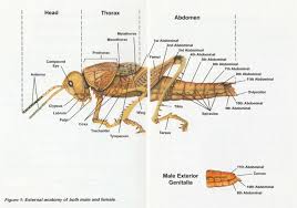 These palps allow the grasshopper. Grashopper Carapace Grashopper Carapace Save Your Dollars For Your Business 11 567 Likes 154 Talking About This