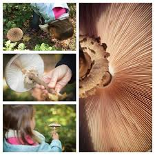Parasol Finden Erkennen Und Geniessen Lecker Durch Die Pilzsaison Aufgetischt Net In 2020 Pilze Rezepte Mit Pilzen Geniessen