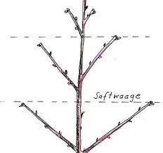 Die meisten apfelbäume vertragen einen winterschnitt bis temperaturen von minus fünf grad ohne probleme. Apfelbaum Schneiden Einfache Tipps Fur Anfanger Apfelbaume Schneiden Apfelbaum Obstbaumschnitt