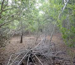 Image result for Triainolepis sancta