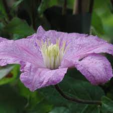 When selecting the planting location for your clematis it is important to remember that they like their face in the sun (the green growth and viny portion) and there feet in. Comtesse De Bouchaud Clematis Comtesse De Bouchaud Online Kaufen