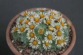 Image result for Isopyrum nipponicum