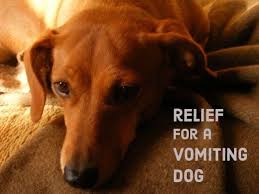 Effective Home Remedies For Vomiting Dogs Dog Labor Dog Remedies Sick Dog Remedies