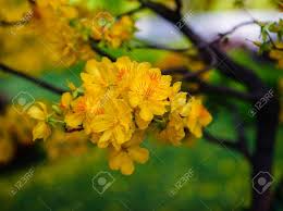 Image result for Ochnaceae