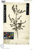 Image result for Phyllanthus ceratostemon