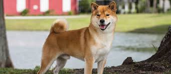 Take advantage of our puppysearch or leisurely browse our directory of hundreds of dog breeds, shiba inu dog breeders, shiba inu dogs for adoption, and shiba inu puppy for sale listings with photos and detailed descriptions. Shiba Inu Dog Breed Profile Petfinder