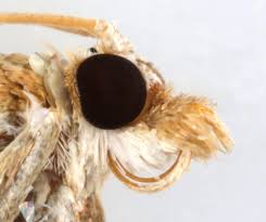 Image result for Anania perlucidalis