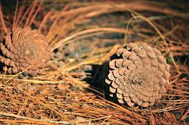 Image result for Pinus maximinoi