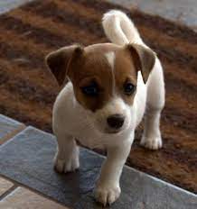 Small Dog Breeds Alphabetical The Small Breed Articles Web Http Ilovedogs Win Dog Breeds Puppy Breeds Cute Animals