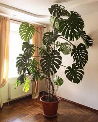 Philodendron Monstera Deliciosa Inside Plants Plants House Plants Decor