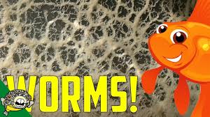 Live Fish Food How To Make Micro Worm And Banana Worm Cultures In 2020 Fish Recipes Live Fish Worms