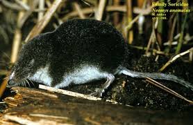 Image result for Neoschumannia