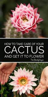 How To Grow Cacti How To Get A Cactus To Flower How To Grow Cactus Diy Succulent Terrarium Cactus Care