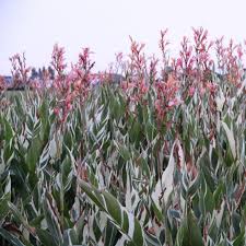 They will burn in full sun, so be mindful calla lily planting guide. Canna Stuttgart
