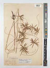 Image result for Pycreus flavidus