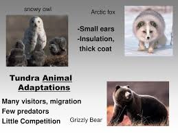 World Biomes Eq What Adaptations Do Plants And Animals Have That Help Them Survive In Specific Biomes Ppt Download
