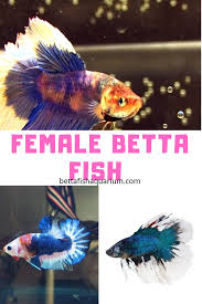 Female Betta Fish Betta Fish Betta Betta Fish Tank